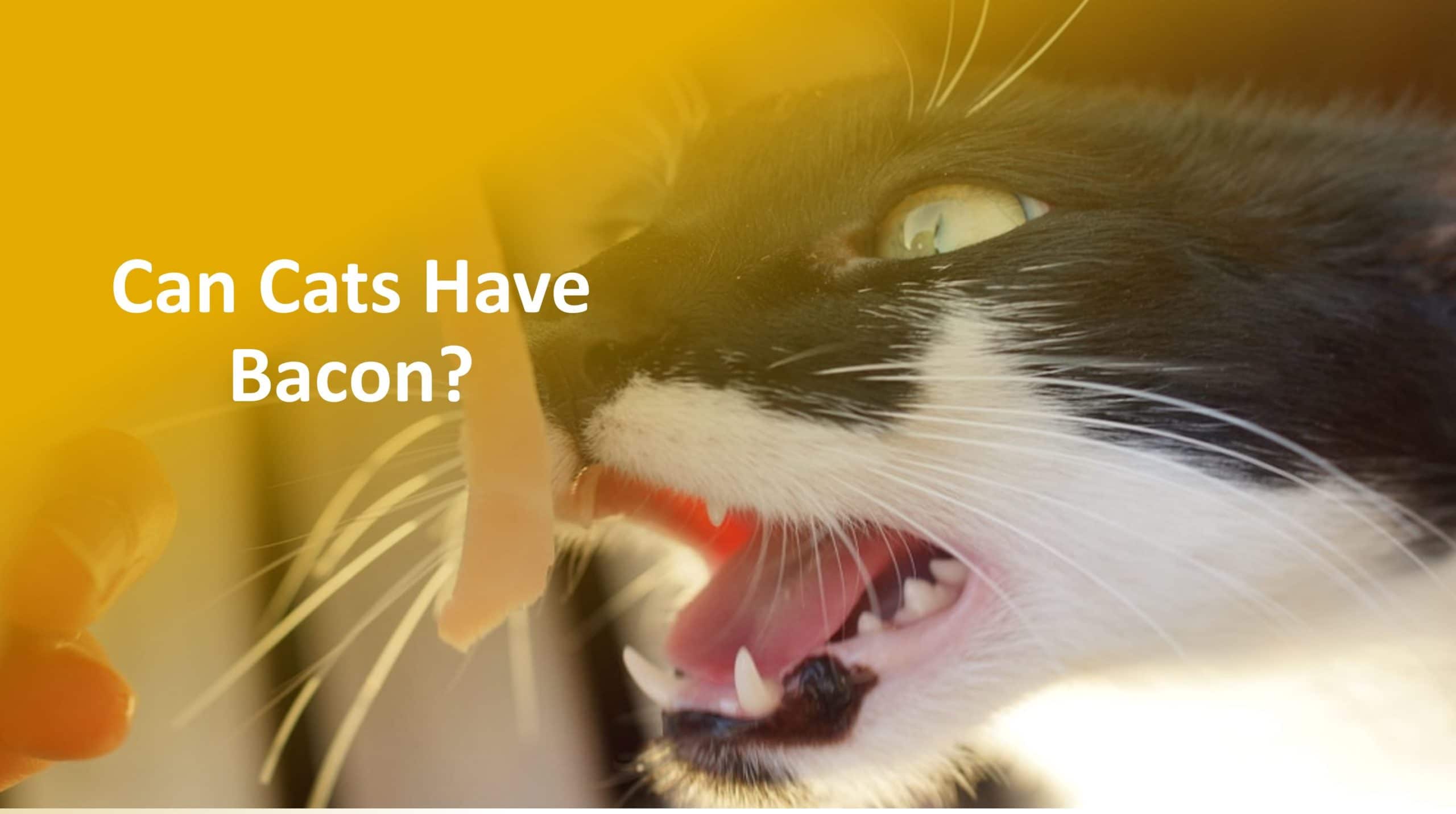 Can Cats Eat Bacon? Is It Bad For Cats? (Quick Answer)