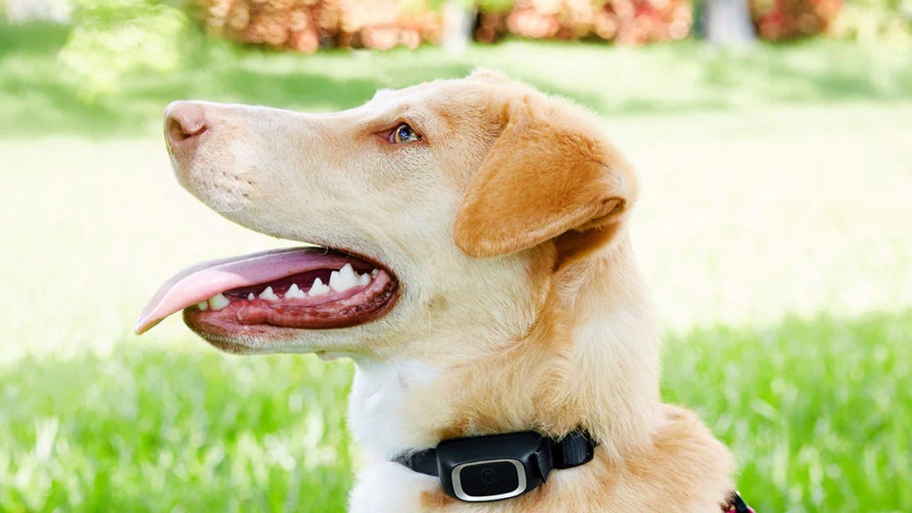 Does Shocking A Dog Hurt Them