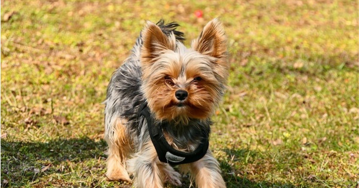 Collar For Yorkie Puppy at Melissa Rushing blog