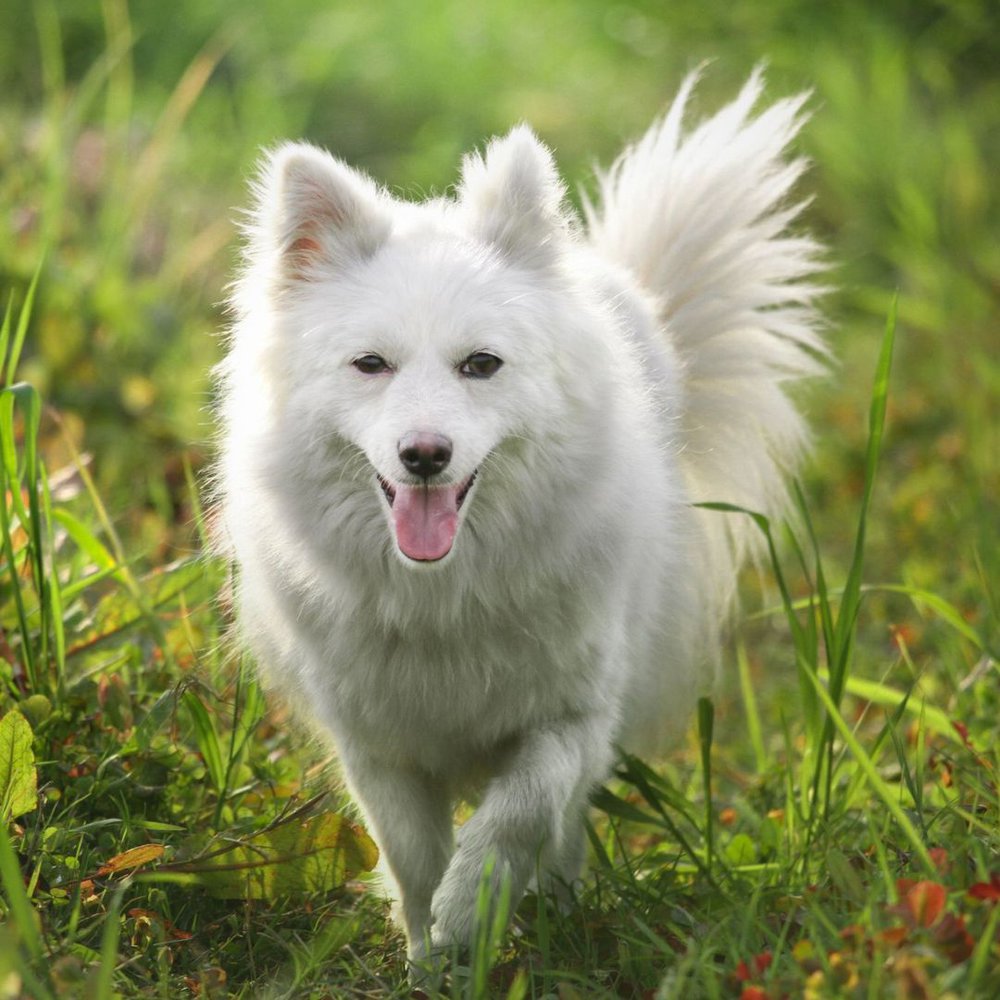 Indian Spitz Dog Breed Temperament, Lifespan, Price & More