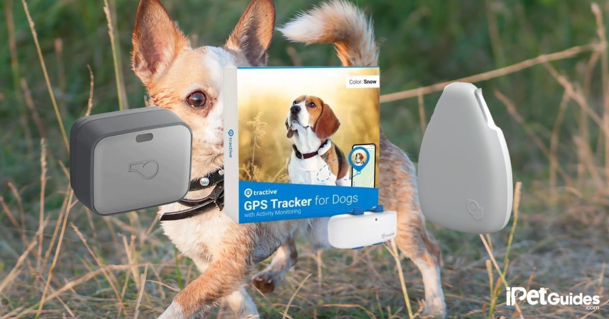 7 Best GPS Trackers for Small Dog Breeds [Reviewed in 2023]