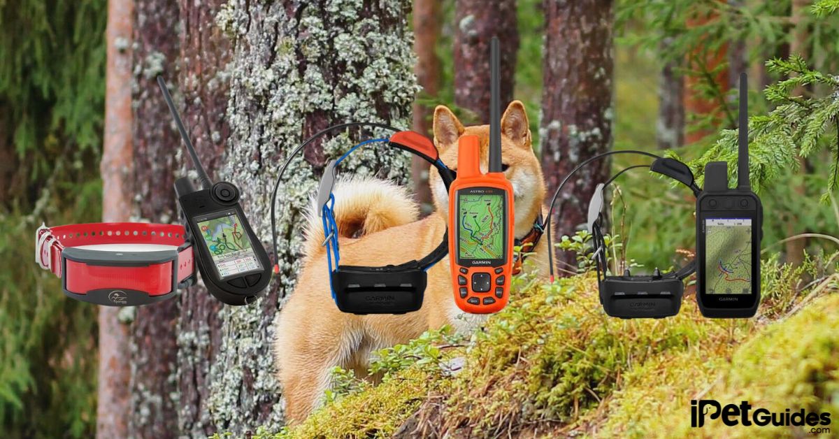 7 Best GPS Tracking Collars & Systems for Hunting Dogs