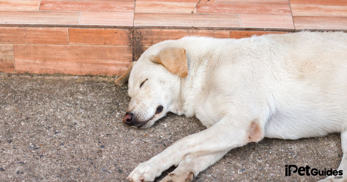 Why Do Dogs Run in Their Sleep? Causes & What Should You Do?