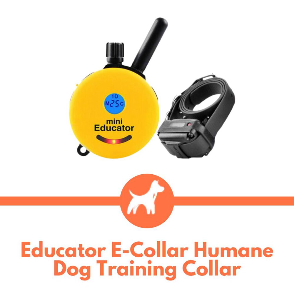 5 Best Shock Collars for Aggressive Dogs (Reviewed in 2023)