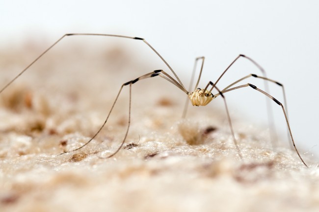 11 Types of Spiders in Kentucky: Identify Common House Spiders with