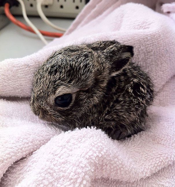Bebe Lapin Mignon Le Petit Lapin De Paques Mignon De