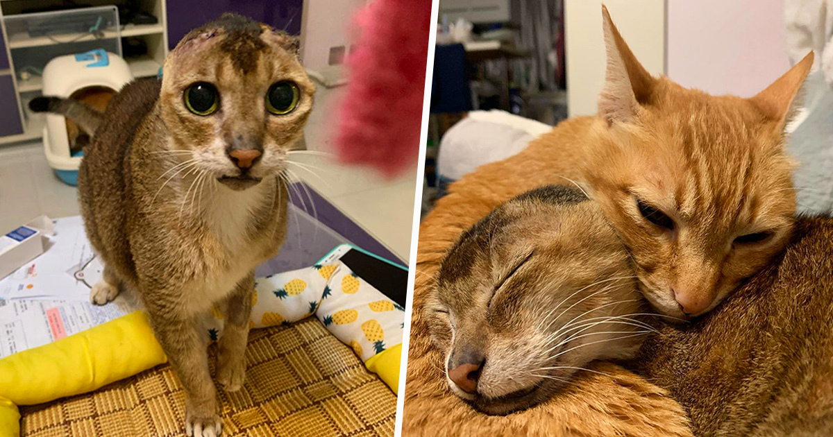 Un chat qui a perdu ses oreilles trouve une nouvelle