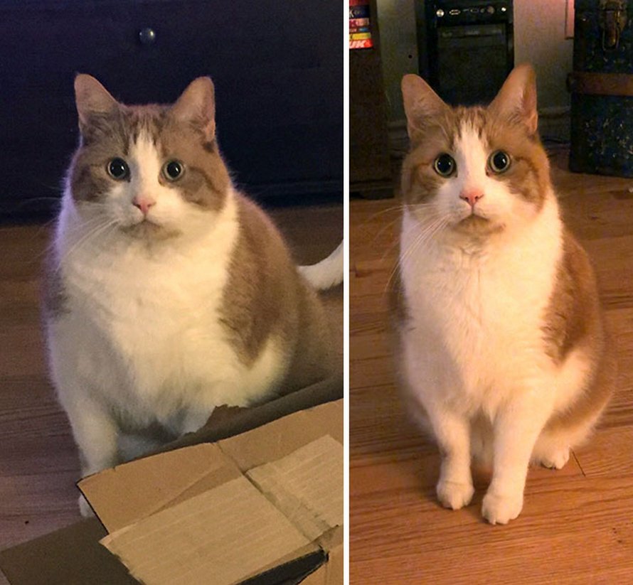 Ces chats ont subi une transformation spectaculaire après