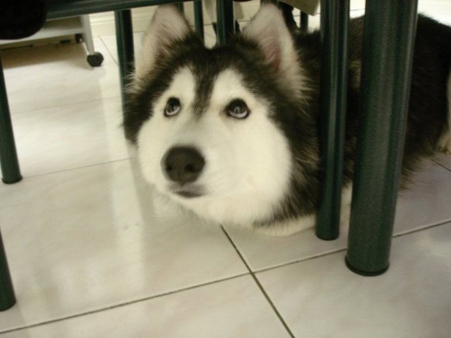 Ce husky a été élevé par des chats et agit comme un chat
