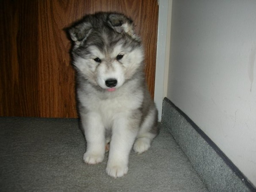 Ce husky a été élevé par des chats et agit comme un chat