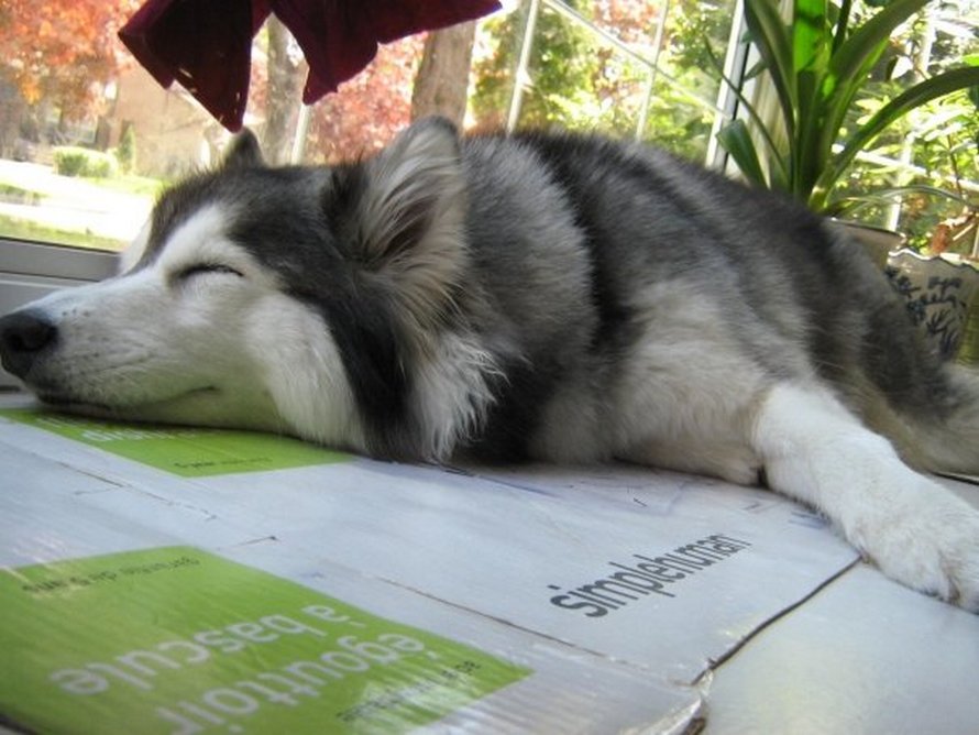 Ce husky a été élevé par des chats et agit comme un chat