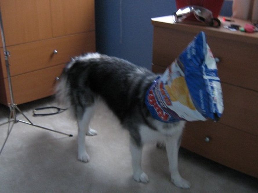 Ce husky a été élevé par des chats et agit comme un chat