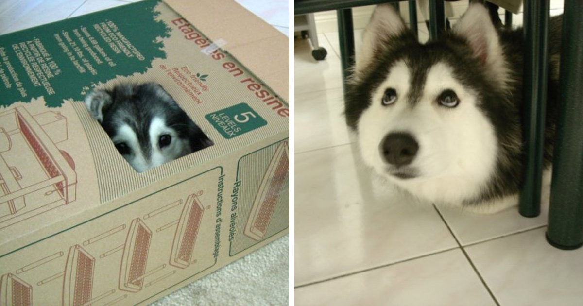 Ce husky a été élevé par des chats et agit comme un chat