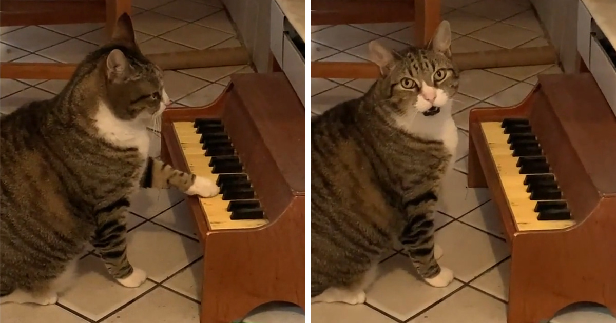 Ce chat joue du piano chaque fois qu’il a faim ipnoze