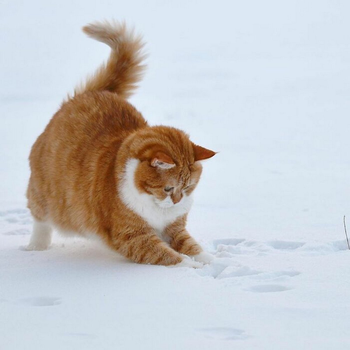 Ce joyeux chat roux adore la neige et ses photos sont