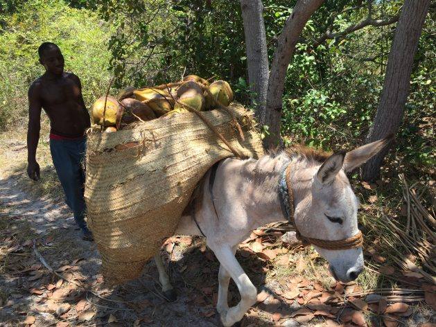 Role of Working Animals in SDGs and Addressing Climate Change, Pandemic