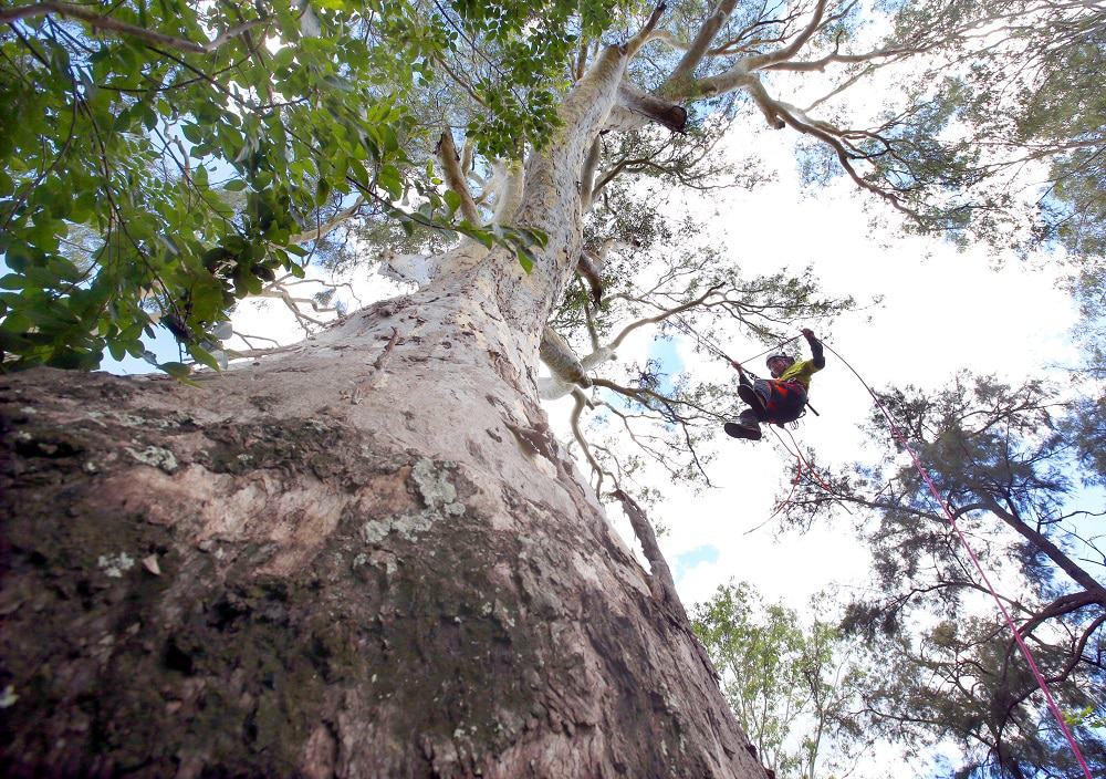 Ipswich's Oldest Tree Has Some Very Long Roots Ipswich First