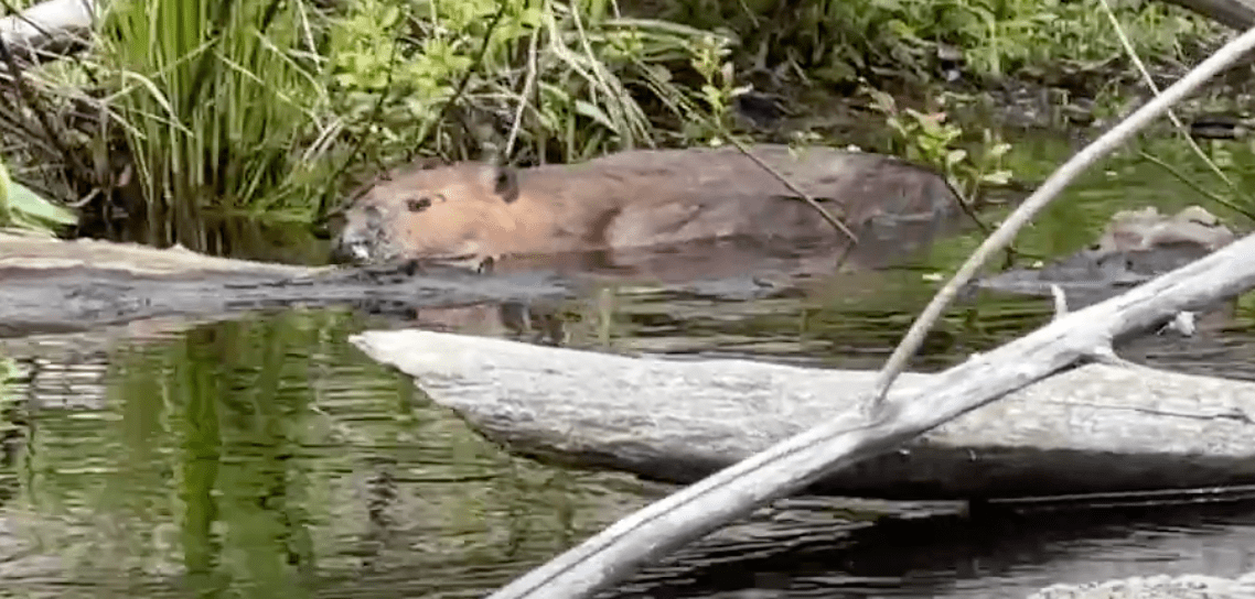 Had a good four days paddling and my best beaver encounter… Ipswich