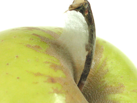 Apple Stem