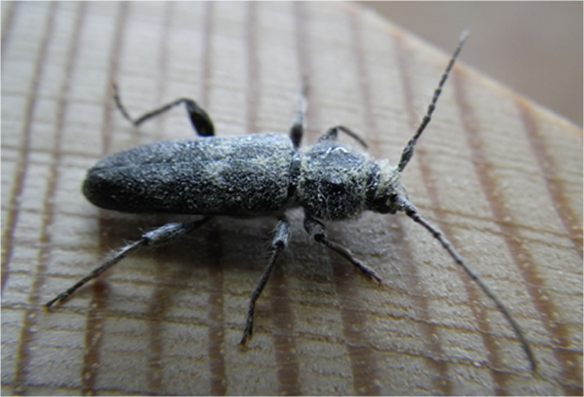 Insects boring larvae