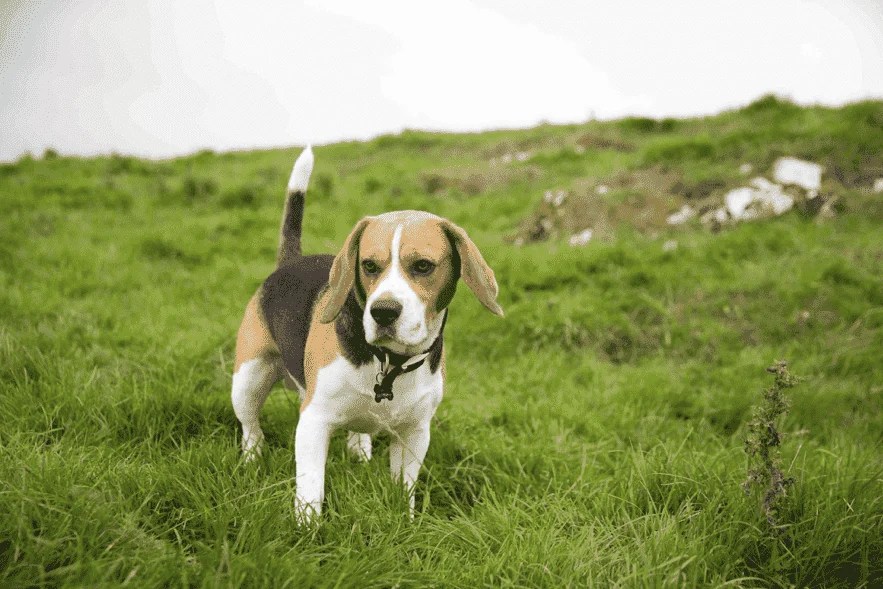 Achtung - Diese Pflanzen Sind Giftig Für Hunde