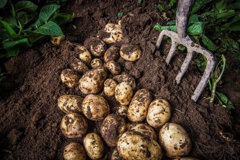 How scientists solved the mystery of the Irish Famine