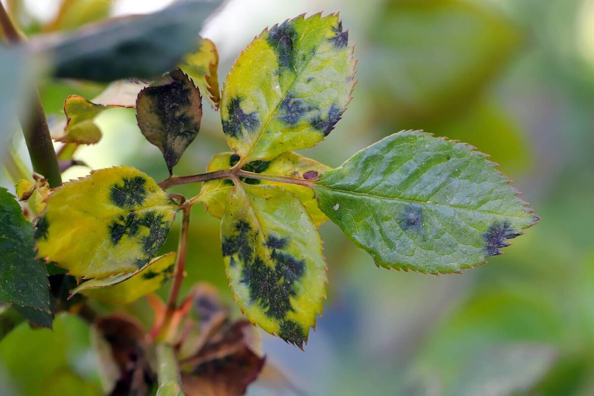 Garden Q&A How can I prevent roses from getting black spot?