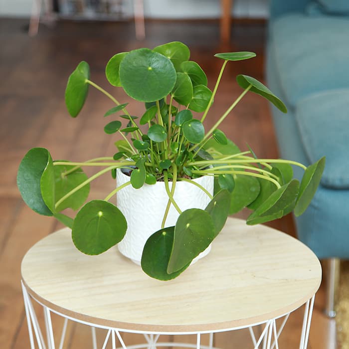 Wohnwelt „Urban Jungle“ Irßlinger GmbH & Co. KG