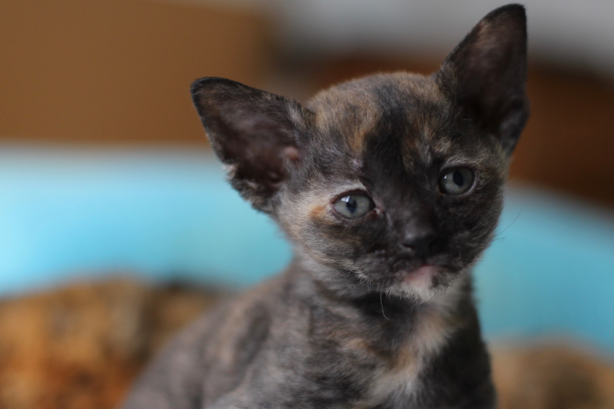 Немецкий Рекс Кошка Фото