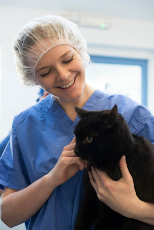 Hiring Veterinary Surgeons