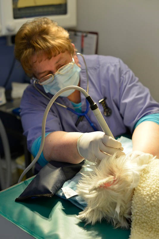 Hiring Veterinary Surgeons