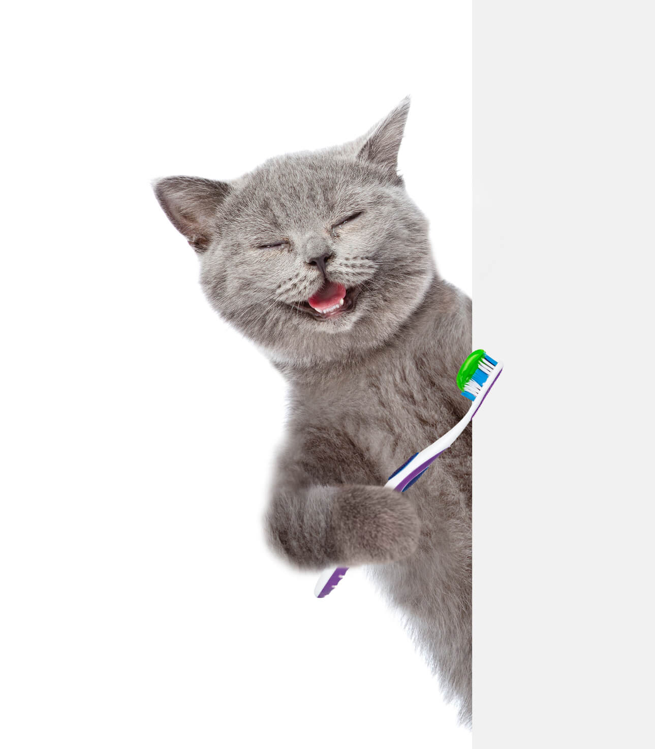 Katzenfell Pflegetipps für deine Katze vom Experten