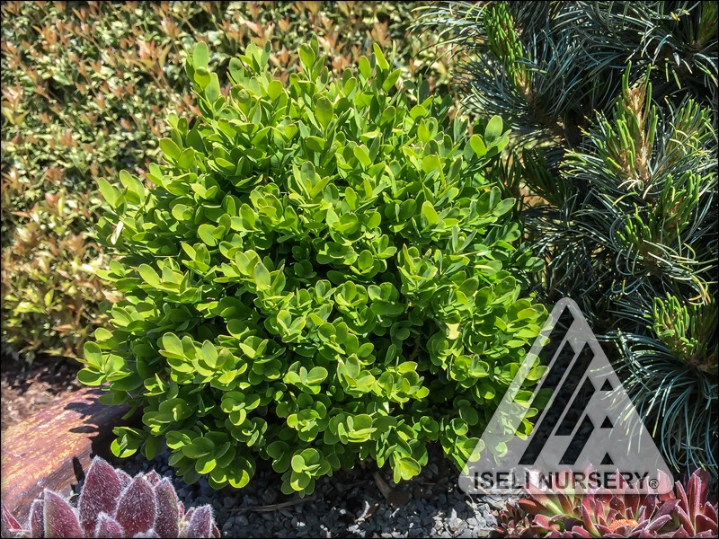 Companion Plants Iseli Nursery Companion Plants Iseli Nursery