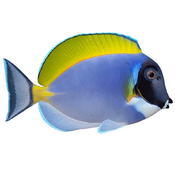 Powder Blue Tang (Acanthurus leucosternon) ISHRAV
