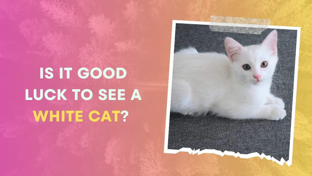 Is it Good Luck to See a White Cat? (Here is The Answer) Is It Good Luck