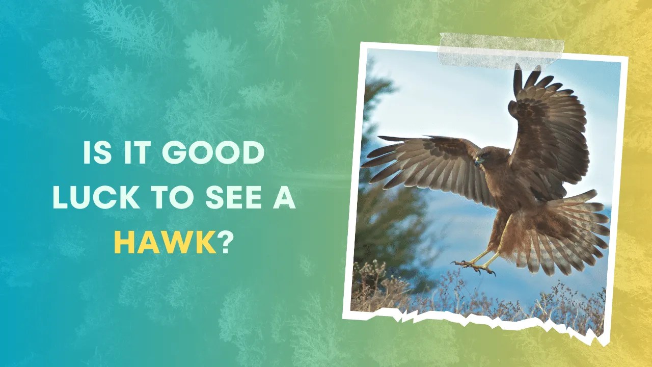 Birds Good Luck Is It Good Luck