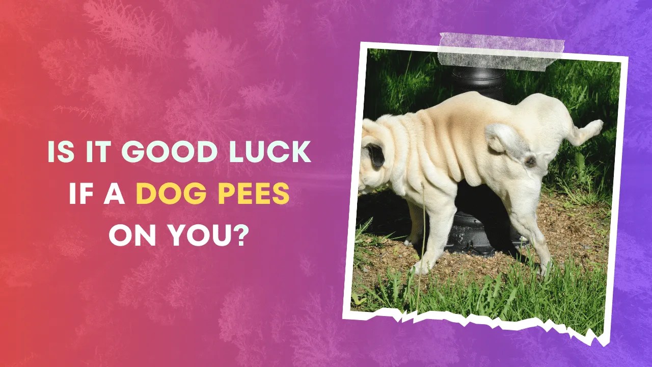 Is it Good Luck When a Dog Pees on You? (Answered!) Is It Good Luck