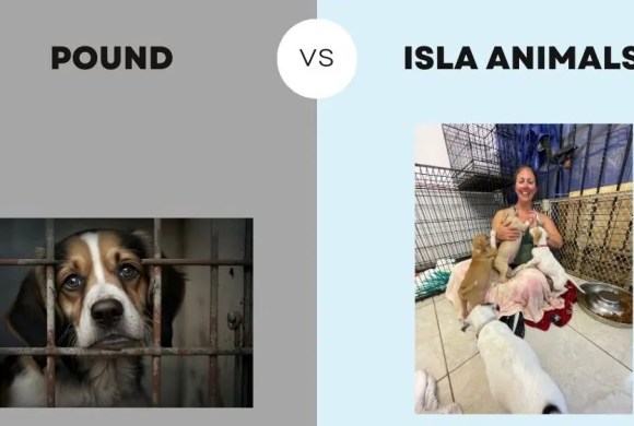 Pound vs Isla Animals