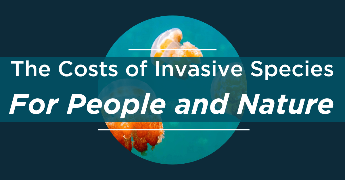 Island Conservation Invasive Species Have Massive Costs for Economies, Biodiversity, Health, and