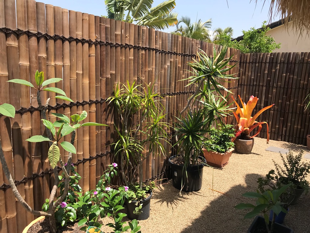 Bamboo Fencing Gold Coast Top 5 Benefits Island Thatch
