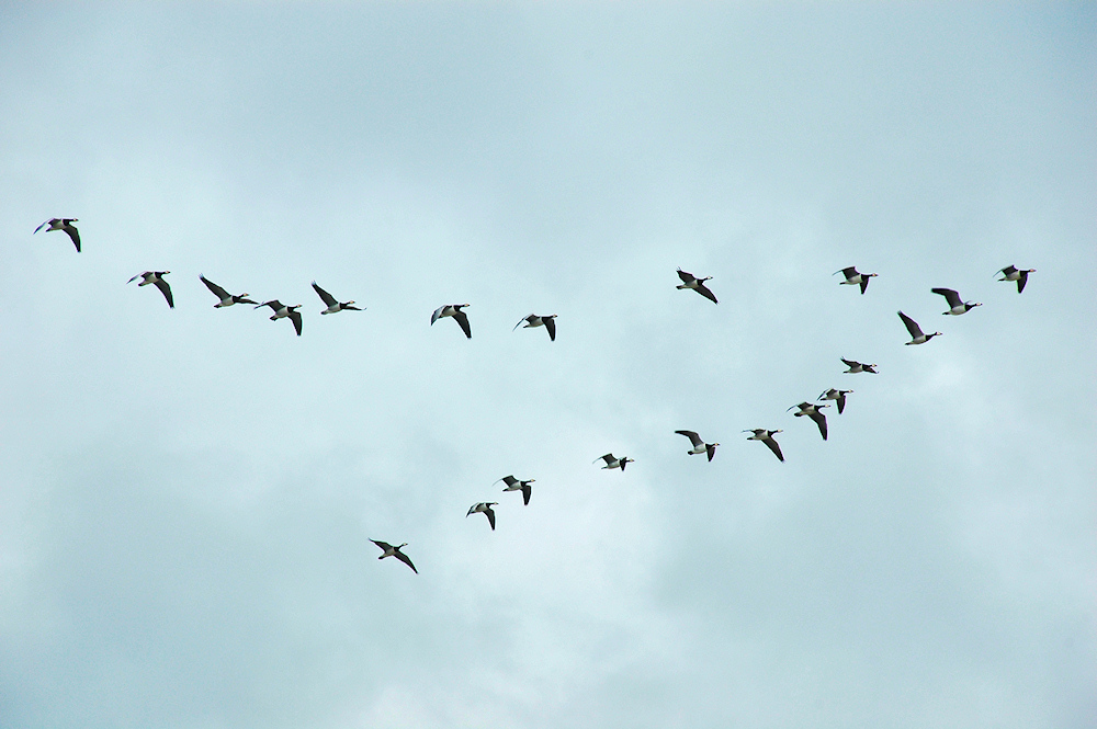 Barnacle Geese in a V formation, Isle of Islay Islay Pictures Photoblog