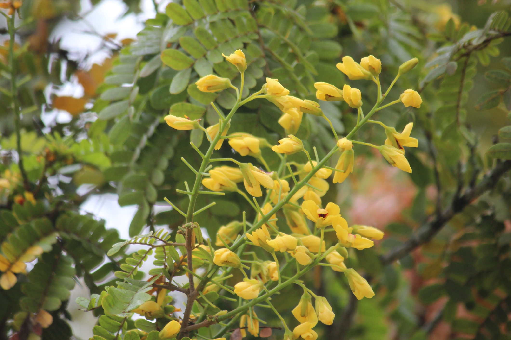 Pernambuco wood proposals threaten trade in bows