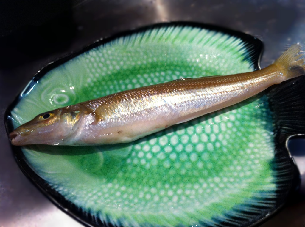魚界のアイドル登場！？ 磯ぎよし