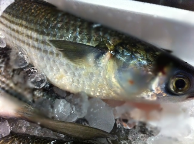 からすみで有名なあのお魚！ 磯ぎよし