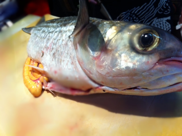 からすみで有名なあのお魚！ 磯ぎよし