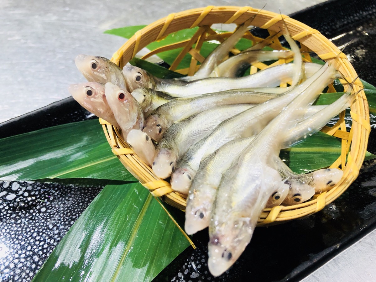 今からが旬のレア魚！！ 磯ぎよし