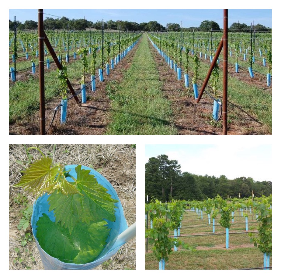 BlueX Plant Shelters Growing Supplies Ison's Nursery & Vineyard