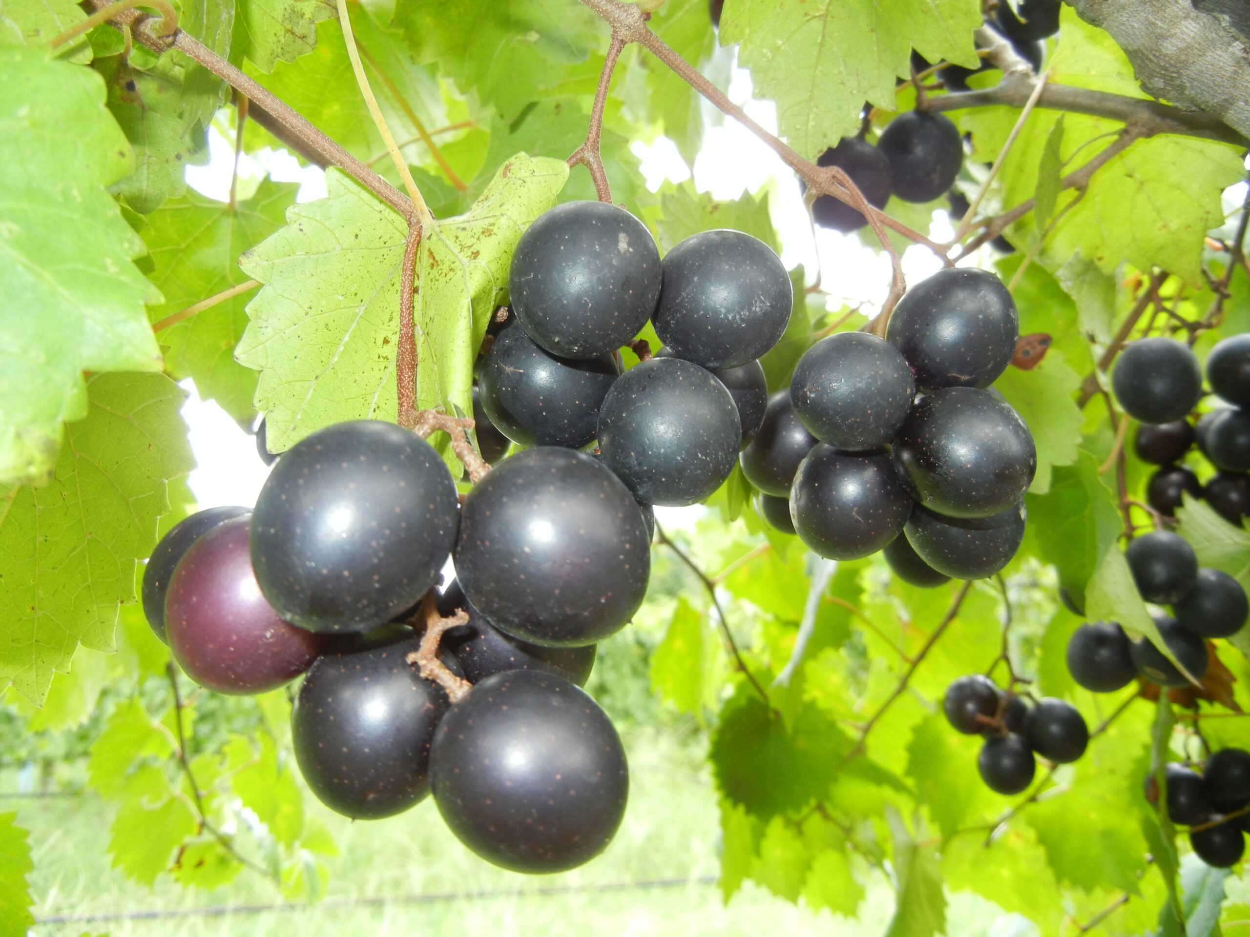 Fry Seedless Muscadine Ison's Nursery & Vineyard