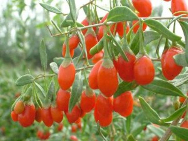 We did not find results for: Goji Berry Berry Plants Ison S Nursery Vineyard