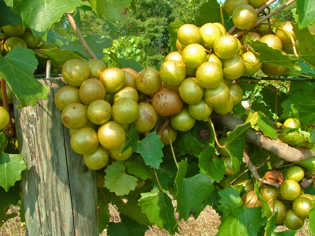 Potted Muscadines (6 Plant Minimum) Archives Ison's Nursery & Vineyard